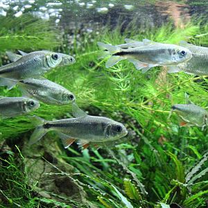 Mexican tetras - Astyanax cf mexicanus
