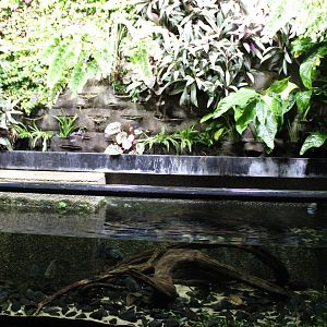 Aquarium Paratilapia polleni