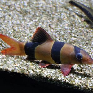 Clown botia - Botia macracantha