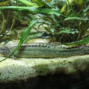 Asian pond loach - Misgurnus anguillicaudatus