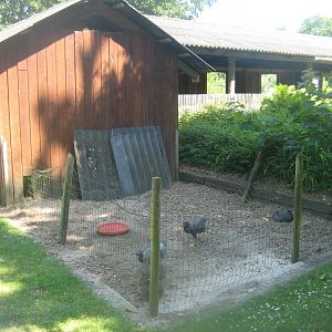 Enghave Dyre- og Naturpark - Chicken exhibit