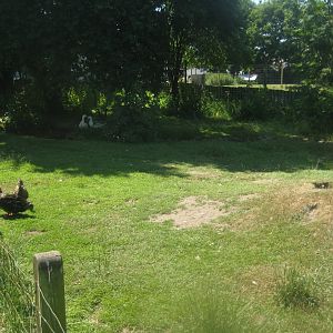 Enghave Dyre- og Naturpark - Mixed duck exhibit