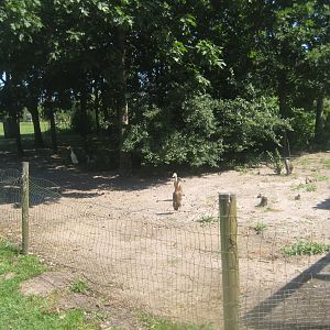Enghave Dyre- og Naturpark - Runner duck exhibit