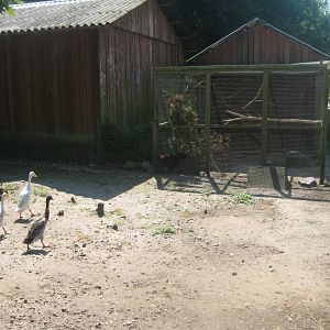 Enghave Dyre- og Naturpark - Runner duck exhibit
