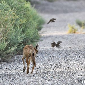 coyote and aberts towhees