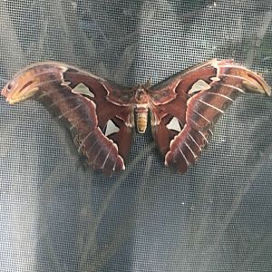Atlas moth