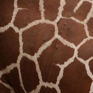 Reticulated Giraffe Close-up