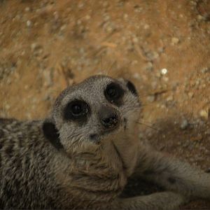 Meerkat