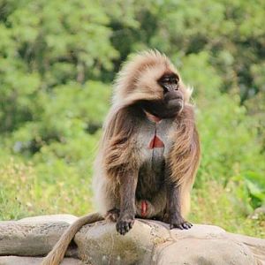 Gelada