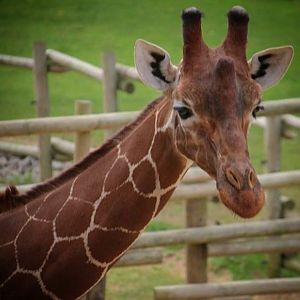 Reticulated Giraffe