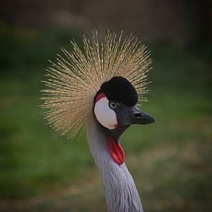 Grey-necked Crowned Crane