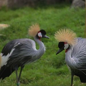 Grey-necked Crowned Cranes