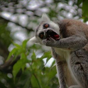 Ring-tailed Lemur
