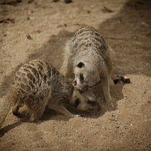 Meerkats Fighting