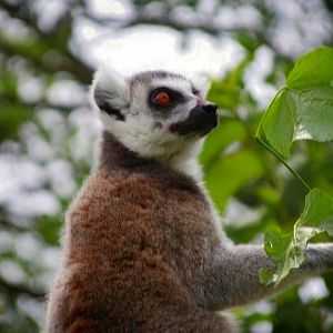 Ring-tailed Lemur