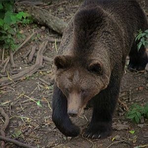 European Brown Bear