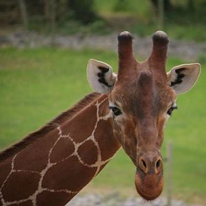 Reticulated Giraffe