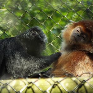 Javan Langur - Port Lympne