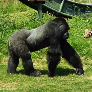 Silverback Gorilla - Port Lympne