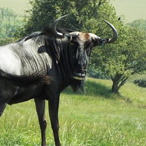 Blue Wildebeest - Port Lympne
