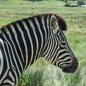 Chapmans Zebra - Port Lympne