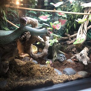 Red bamboo rat snake and Vietnamese rat snake