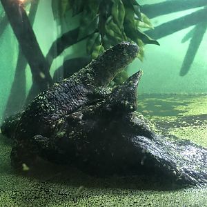 Crocodile lizard (ID needed)