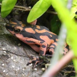 Harlequin toad id