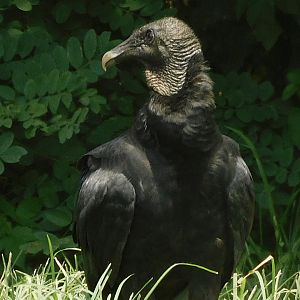 Black vulture