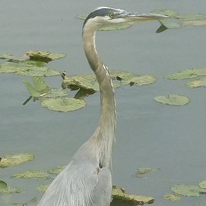 Great blue heron