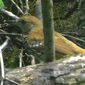 Brown thrasher