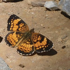 silvery checkerspot