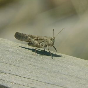 Carolina grasshopper