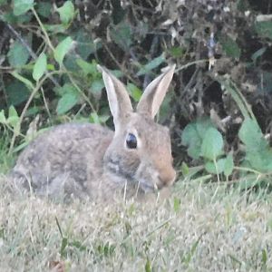 eastern cottontail