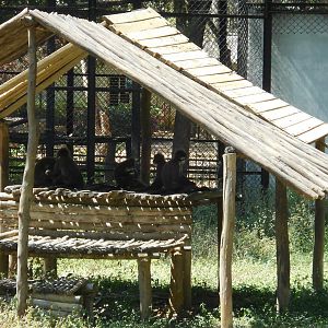 Phayre’s Langur (Trachypithecus phayrei)