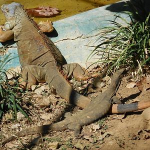 Green Iguana (Iguana iguana) and Bengal Monitor (Varanus bengalensis)