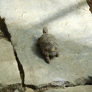 Indian Star Tortoise (Geochelone elegans)