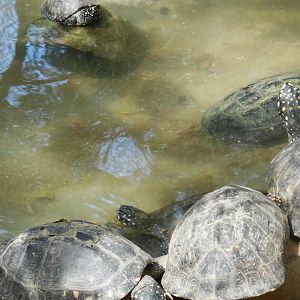 Black Spotted Terrapin (Geclemys hamiltonii) ?