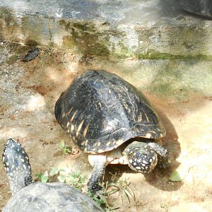 Black Spotted Terrapin (Geoclemys hamiltonii) ?