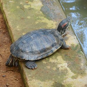 Red-eared Slider (Trachemys scripta elegans)