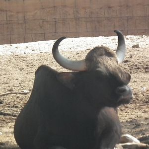 Gaur (Bos gaurus)