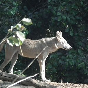 Indian Wolf (Canis lupus pallipes)