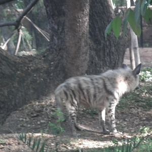 Striped Hyena (Hyena hyena)