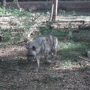 Striped Hyena (Hyena hyena)