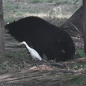 Himalayan Black Bear (Ursus thibetanus)