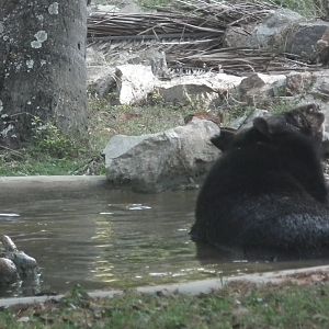 Himalayan Black Bear (Ursus thibetanus)