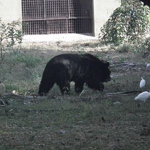 Himalayan Black Bear (Ursus thibetanus)