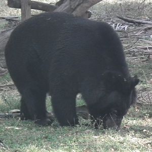 Himalayan Black Bear (Ursus thibetanus)