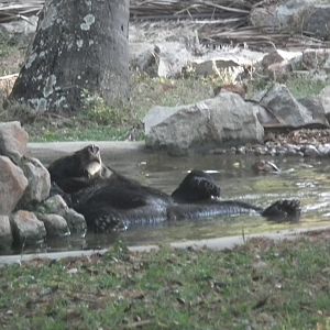 Himalayan Black Bear (Ursus thibetanus)