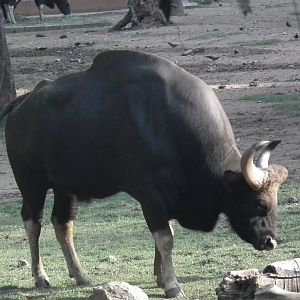 Gaur (Bos gaurus)